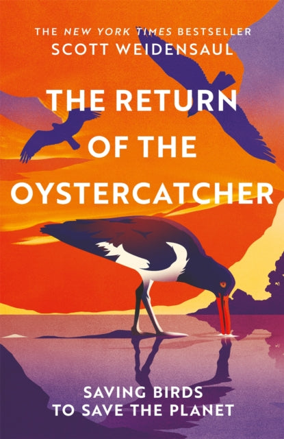 The Return of the Oystercatcher - Book from The Bookhouse Broughty Ferry- Just £20! Shop now